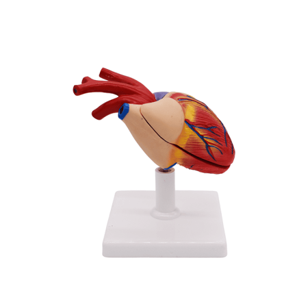 Набор моделей «Сердце позвоночных» (7 моделей)